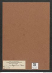 Surirella kerguelensis Grun. (de-Toni-Nr.: Genus 53, Species 2386) Zeichnungen Sammlung Grunow Mappe 02541 (Herbarium_W_Grunow_drawings_Folder_02541)